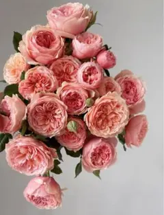 バラ苗 四季咲き　育てやすい挿し木苗