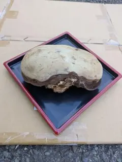 天然国産　さるのこしかけ　 15cm x 10cm