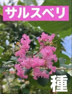 2025年最新】サルスベリ 種の人気アイテム - メルカリ サルスベリ