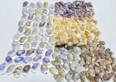 2025年最新】タカラガイの人気アイテム - メルカリ