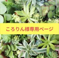 斑入りグリーンネックレス カット苗 ４本