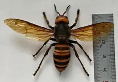 2025年最新】ハチの人気アイテム - メルカリ