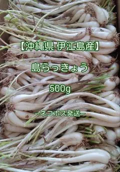 9日収穫【訳あり】朝掘りらっきょう根土付き800g育成栽培中農薬不使用