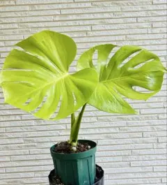 s*o様 モンステラ 黄金葉 ゴールドリーフ フルムーンゴールド lsw013