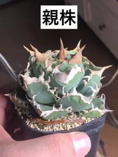 2026年最新】アガベ 清櫻の人気アイテム - メルカリ
