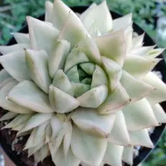 A142 多肉植物 アガベ ピンキー 王妃笹の雪A型 白覆輪斑 精選極上美株