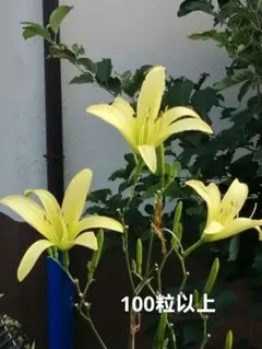 山野草ユウスゲの種　100粒以上のサムネイル