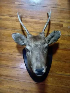 2026年最新】鹿剥製 壁掛けの人気アイテム - メルカリ