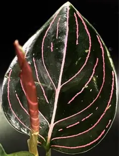 2026年最新】アグラオネマ ロタンダム アチェの人気アイテム - メルカリ