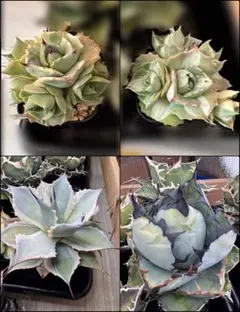 2026年最新】アガベポタトラムの人気アイテム - メルカリ