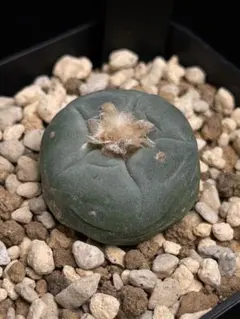 2025年最新】銀冠玉＃翠冠玉の人気アイテム - メルカリ