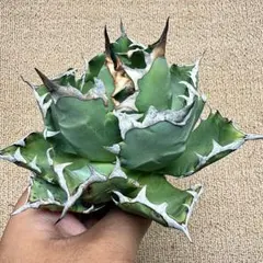 Lj_plants】Z613アガベ チタノタ ブラックアンドブルー10株同梱 - メルカリ