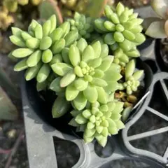 多肉植物 トレレアシー木立もりもり抜き苗古株 - メルカリ