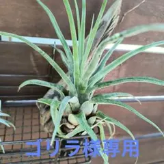 ペナンピーチ 希少　エアプランツ　Tillandsia Pachara ペナンピーチ 希少 エアプランツ Tillandsia Pachara - メルカリ