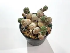 2025年最新】グロボーサの人気アイテム - メルカリ