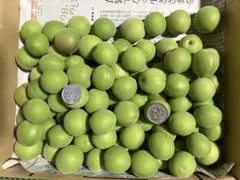 小梅　青梅　採りたて箱込み1.1キロ　　無農薬のサムネイル