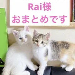 Rai.＊ しばらくお休みです✩*.゜様 リクエスト 2点 まとめ商品