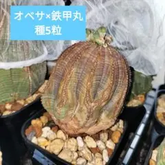 2026年最新】オベサ鉄甲 種子の人気アイテム - メルカリ