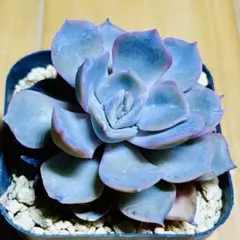 多肉植物ブルーバード⭐️韓国苗育成 抜き苗 b5 - メルカリ