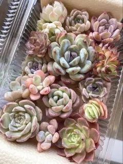 2026年最新】多肉植物 韓国苗 セットの人気アイテム - メルカリ