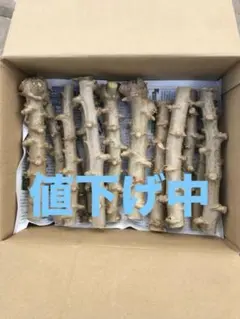 徳之島産キャッサバ苗挿木用苗500本入り 徳之島産キャッサバ苗挿木用苗500本入り 【公式通販】