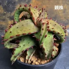 速達発送☆ガステリア×アロエ 十兵衛×カスティロニアエ(国内繁殖苗です