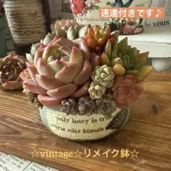 ❤︎ビンテージ風リメイク鉢❤︎ そのまま飾れる多肉植物の寄せ植えリメ鉢ちまちまリメ缶