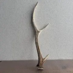 천연 사슴 뿔 인테리어 오브제