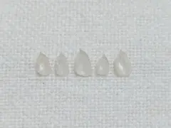 貝 貝殻 標本 チョウチョウミドリガイ×5個　152