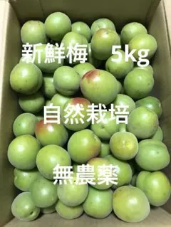 徳島県　神山町産新鮮梅です 5月末頃発送予定です　予約受付中‼️のサムネイル