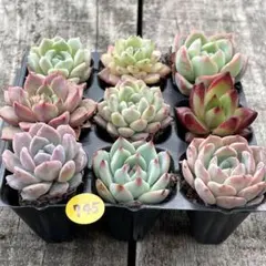SALE❗️745多肉植物　エケベリア　抜き苗　寄せ植え　人気9種セット❣️