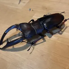 訳アリ確認用。マンディブラリス やや訳アリ生き物大図鑑マンディブラリスフタマタクワガタ - メルカリ