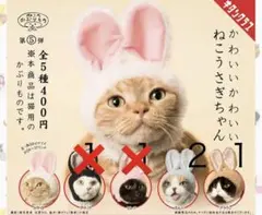 ねこのかぶりもの第5弾 ねこうさぎちゃん
