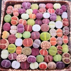 m*p様 多肉植物 リトープス 色の組み合わせ 20苗 1年の苗