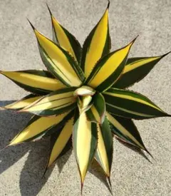 2025年最新】アガベ ブルーグローの人気アイテム - メルカリ