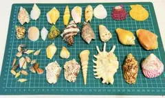 天然 貝殻 巻貝など いろいろ まとめ売り