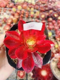 魅金ロース錦　如意　アエオウム　抜き苗 405 魅金ローズ錦ー如意 多肉植物 アエオニウム 斑入り 抜き苗 - メルカリ