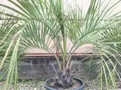ソテツ　2株　土から球根が超でかい　コニファー・針葉樹 ソテツ 2株 土から球根が超でかい コニファー・針葉樹 - メルカリ