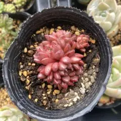 多肉植物 ⭐️ピンクルルビー⭐️韓国苗育成 抜き苗 d150 - メルカリ