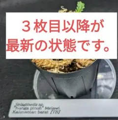 N/OH ノウ　グデア　PRIMITIVE POT S　鉢　リッチブラック N/OH ノウ グデア PRIMITIVE POT S 鉢 リッチブラック CATEGORY