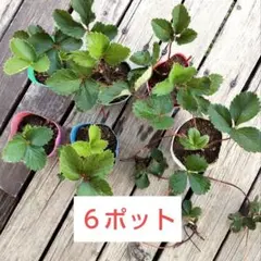 2025年最新】イチゴ苗の人気アイテム - メルカリ