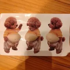 プードル　お腹ぷっくりシール