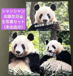 2025年最新】シャンシャン ポストカードの人気アイテム - メルカリ