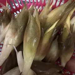みょうが 富士山麓　200g 農薬なしのサムネイル