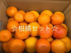 和歌山県有田産　ひろこっち様専用