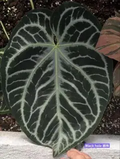 Anthurium AOS✖️RVDP斑入り - メルカリ