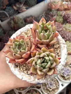 GW SALE❣️ハロウィン 3個セット❣️多肉 韓国苗 寄せ植え カット苗