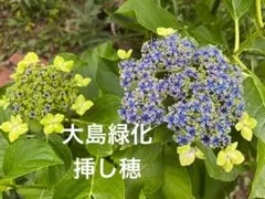 ハル様 リクエスト 2点 まとめ商品