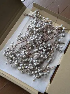 ナンキンハゼ インテリア