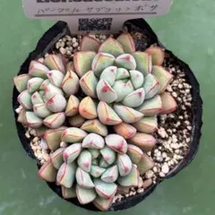 韓国直送 ❁厳選♡レア苗❁ レッドチョコボール エケベリア 多肉植物 